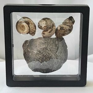 Late Cretaceous Period Ammolite snail and mollusk Fossil‎ Display Great Detail
